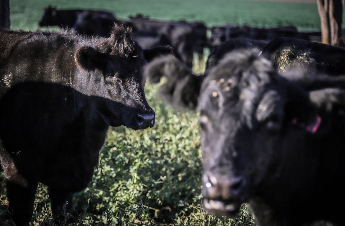 Australia Notches a Win Amid Trump Tariffs on Gold, Beef Exports - Bloomberg.com