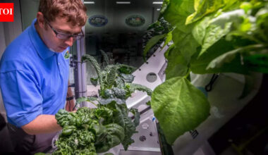 What was the first vegetable to ever grow in space |