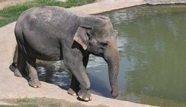 National Zoo Reveals Beloved Elephant Nhi Lin Is Pregnant: EXCLUSIVE