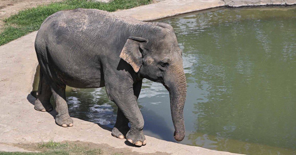 National Zoo Reveals Beloved Elephant Nhi Lin Is Pregnant: EXCLUSIVE