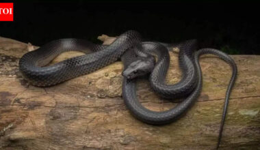 World’s new wolf snake species discovered on Great Nicobar Island in a major scientific breakthrough |