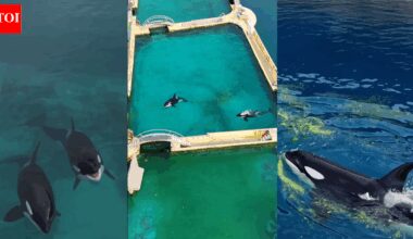These abandoned orcas in a French marine park are running out of time and every option looks grim |