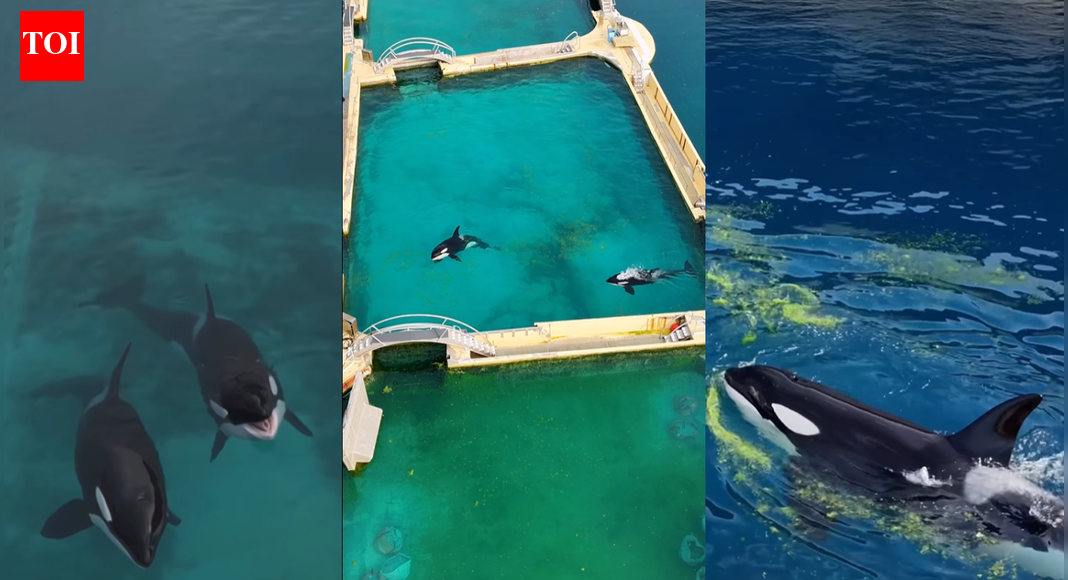 These abandoned orcas in a French marine park are running out of time and every option looks grim |
