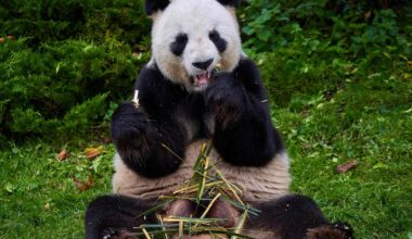 France bids farewell to popular pandas returning to China