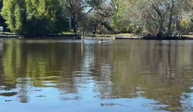 Dead fish, ducks at Northeast Side lake draw swarms of vultures