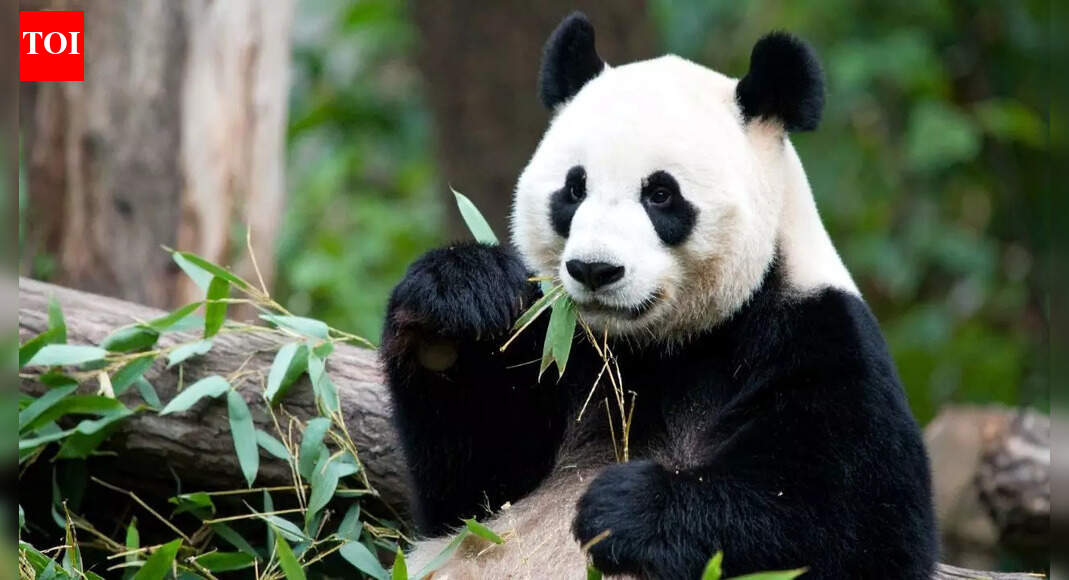 Animals we think are 'useless' and the surprising purpose they actually serve |