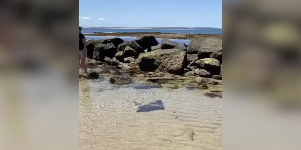 Beachgoers See Shadow In Emptying Tide Pool And Race To Save Trapped Animal