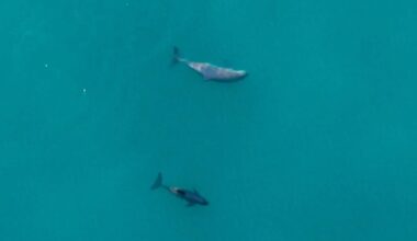 Scientists Gasp As They Spot World’s Rarest Marine Mammal With A ‘Miracle’ Baby