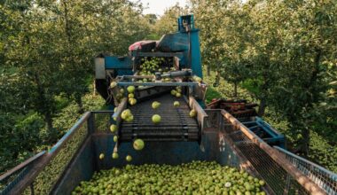 Showerings cider apple harvest with ripe apples in orchard, showcasing abundant fruit ready for cider production