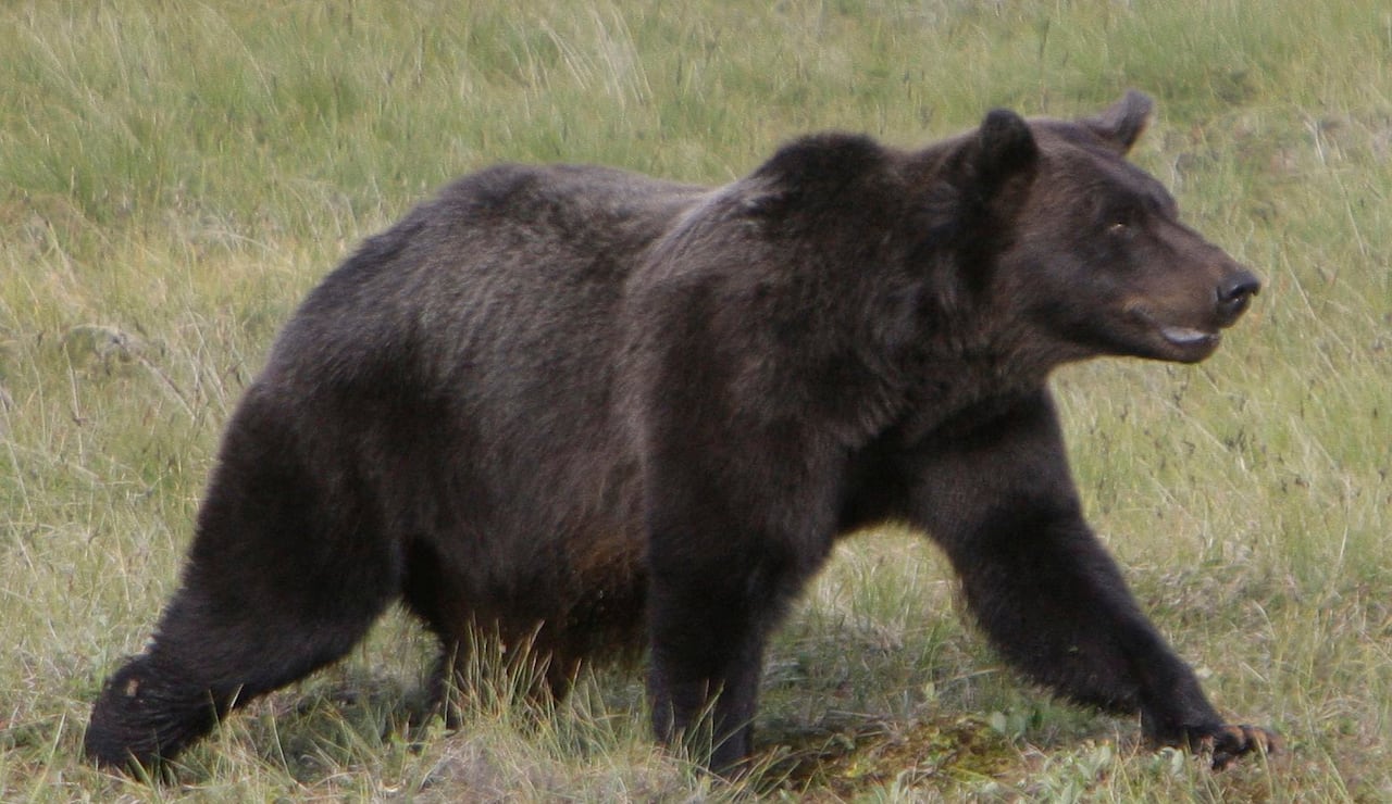 a brown bear walking 