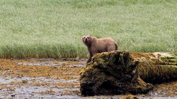 If the grizzly that attacked a B.C. school group is found, what happens next?