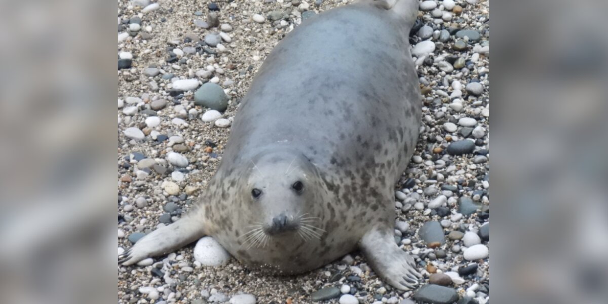 Seal Rescued And Released 5 Years Ago Shows Up With The Sweetest Surprise