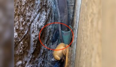 Pile Of Feathers Wedged Behind Bakery Is Actually A Wild Animal In Danger