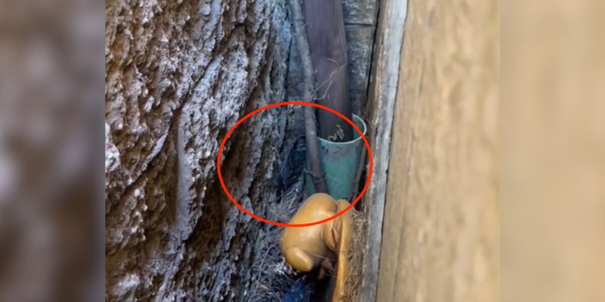Pile Of Feathers Wedged Behind Bakery Is Actually A Wild Animal In Danger