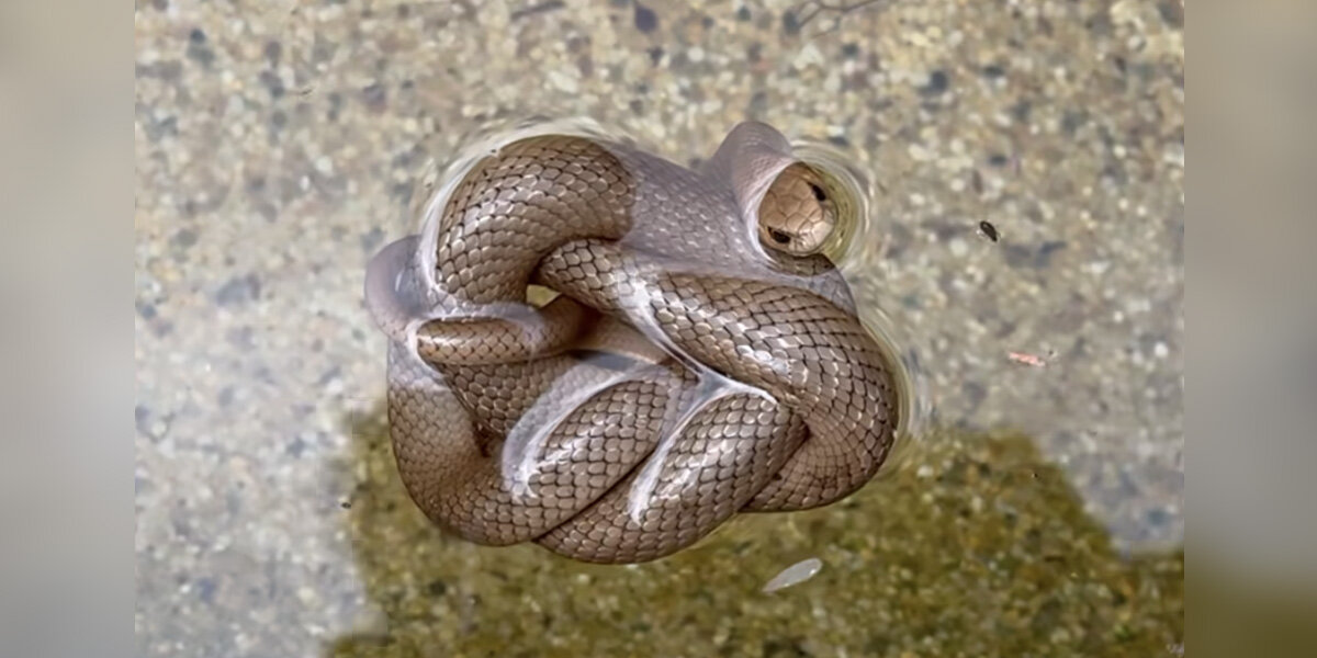 Reptile Wrangler's 'Mind Blown' By Snake's Remarkable Survival Trick