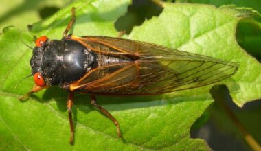How Do Periodical Cicadas Know When To Emerge?