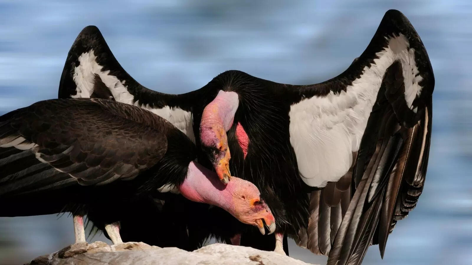 Nature’s wonders: 9 female animals that reproduce without males