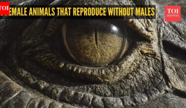 Nature’s wonders: 9 female animals that reproduce without males |