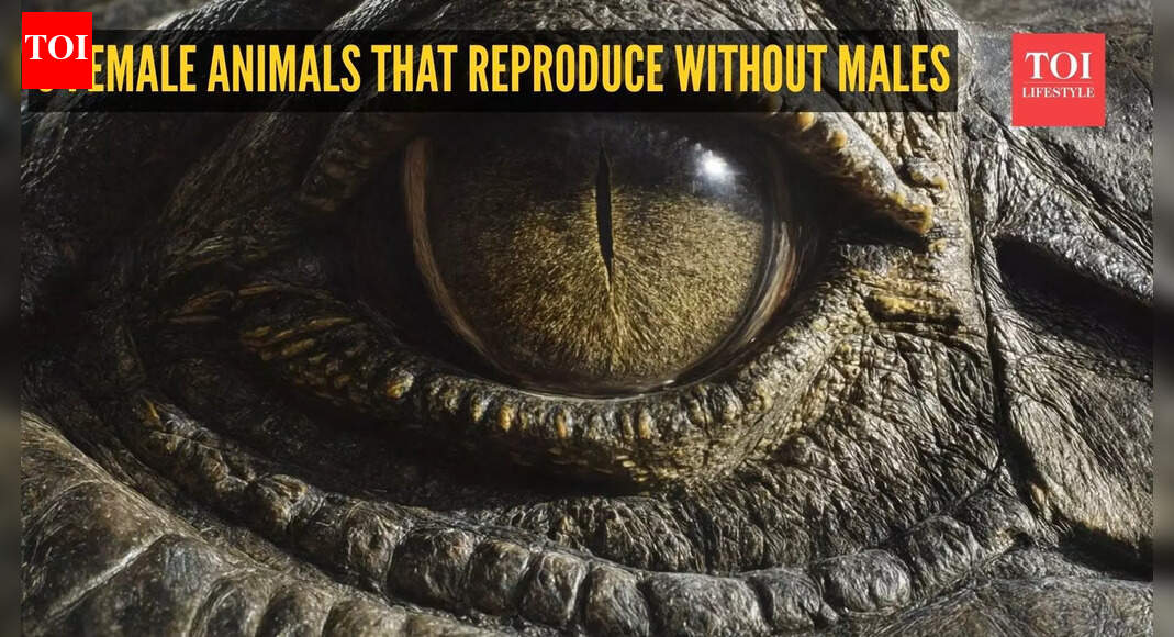 Nature’s wonders: 9 female animals that reproduce without males |