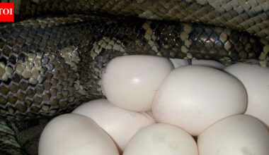 How this snake thrives on an egg-only diet and without any venom |