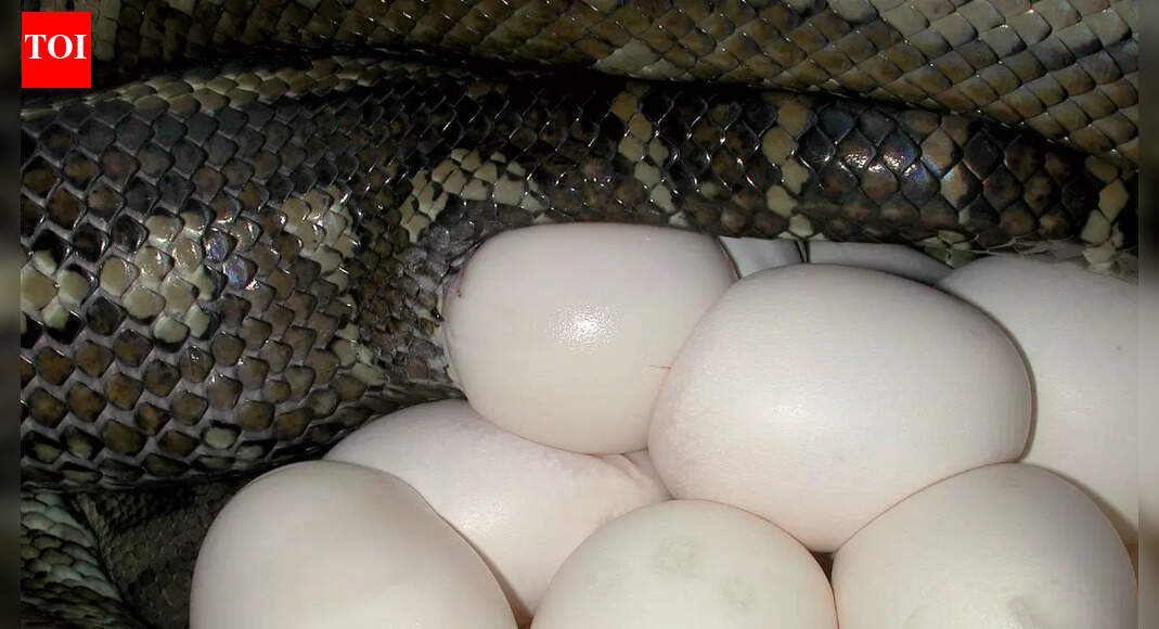 How this snake thrives on an egg-only diet and without any venom |