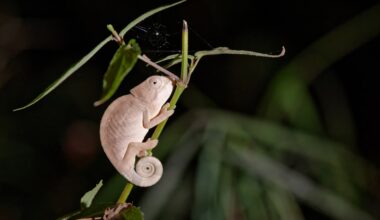 Madagascar’s chameleons and lemurs face wildfires fueled by climate change
