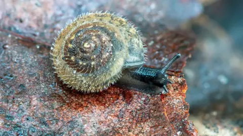 Getty Images A close up picture of a snail with its swirly shell covered in fine hairs. It's slimy head with feelers are protuding sat upon a reddish brown rock 