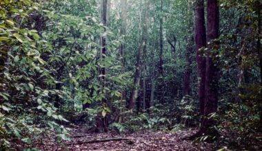 Australian rainforests are becoming a net source of carbon emissions