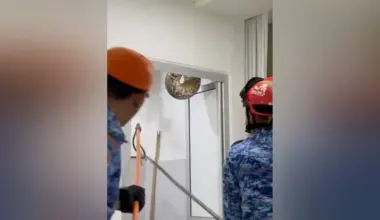 Malaysian Civil Defence Forces helping to remove the python.