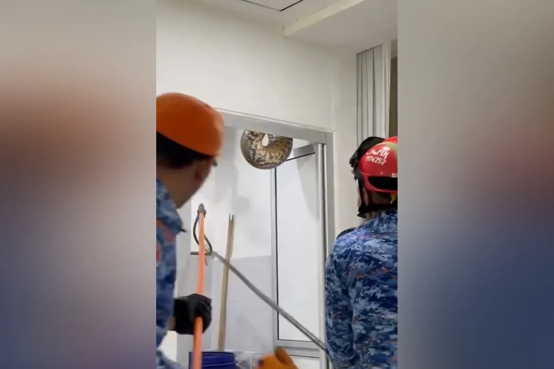 Malaysian Civil Defence Forces helping to remove the python.