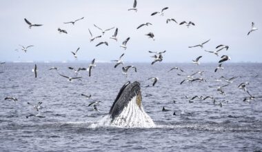 Another humpback whale found dead in Canadian Pacific waters