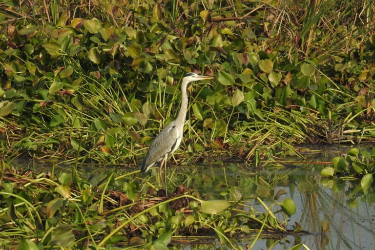 Grey Heron spotted in the study area. Image by Hem Bahadur Katuwal.