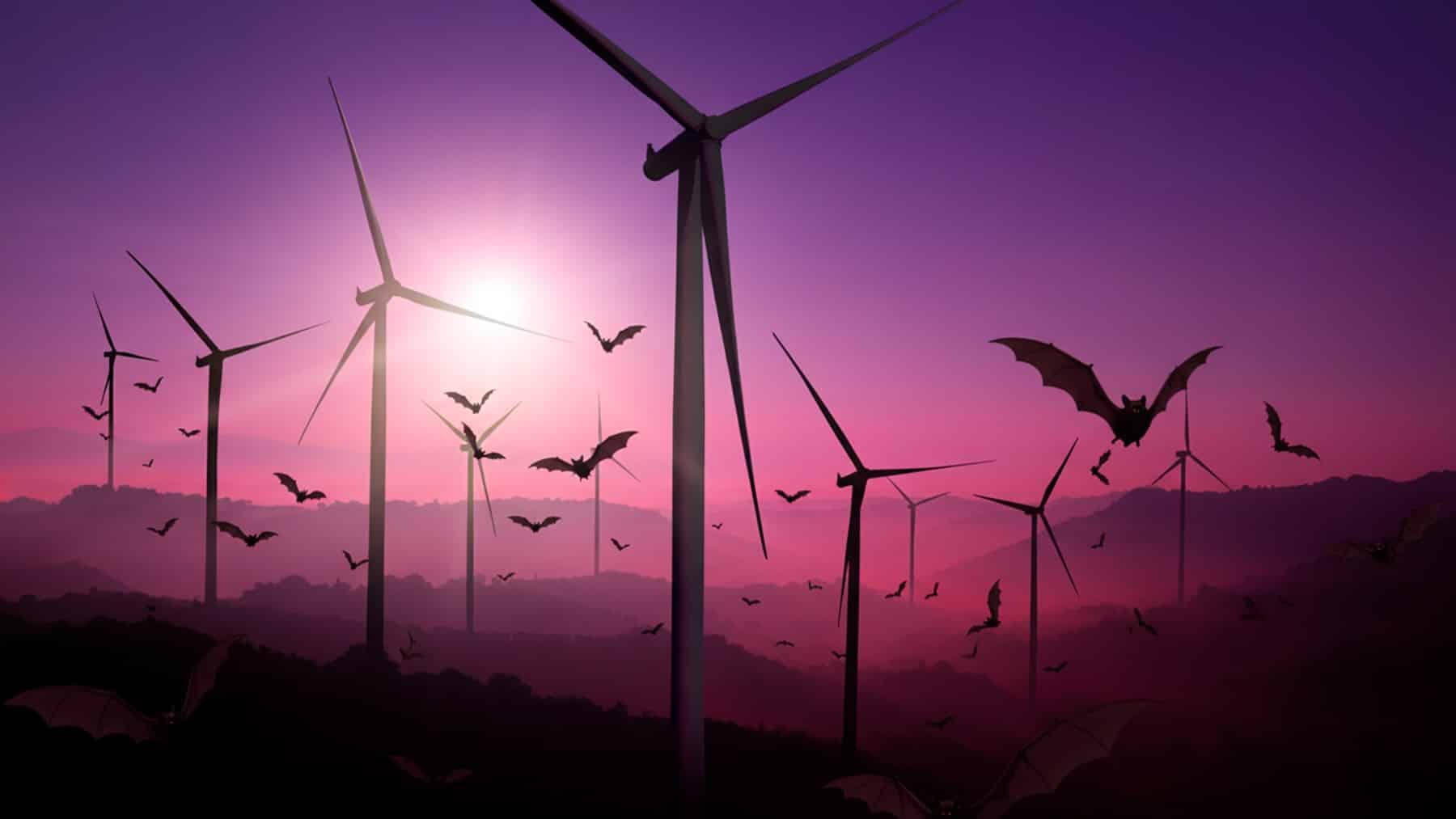 dark side wind turbines bats