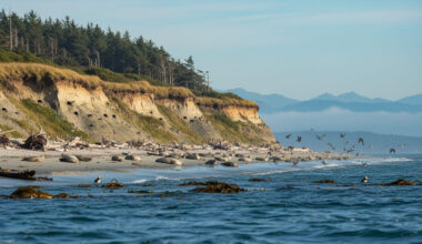 5 wildlife moments across this seal sanctuary that redefine Pacific Northwest marine refuges 9 miles offshore