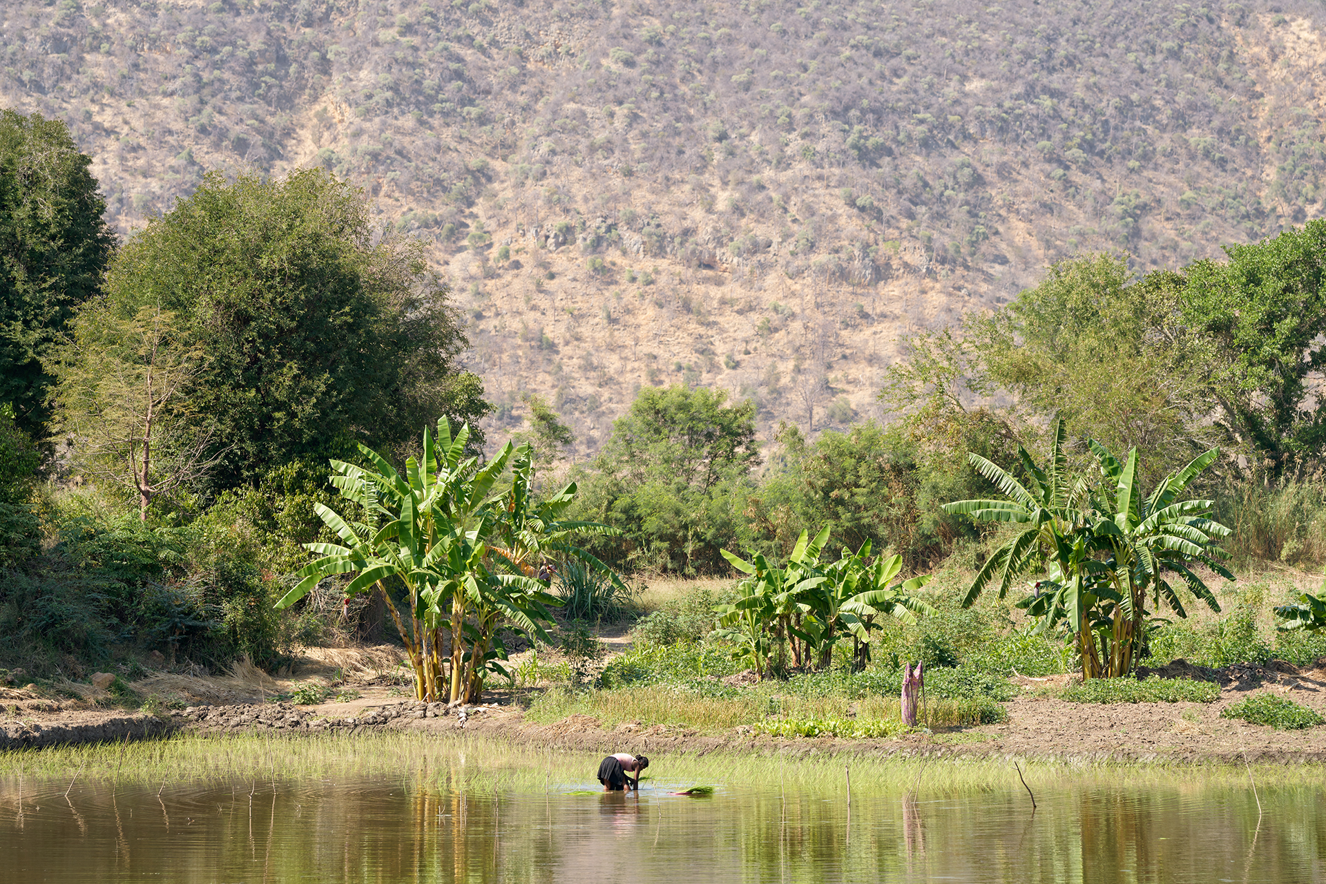 a woman planting rice in a river in a valley