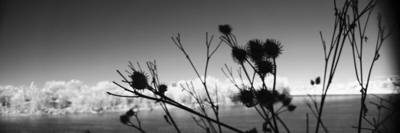 Black and white photo of spiky thistle plants in the foreground, sharply silhouetted against a blurred river and distant treeline under a clear sky.