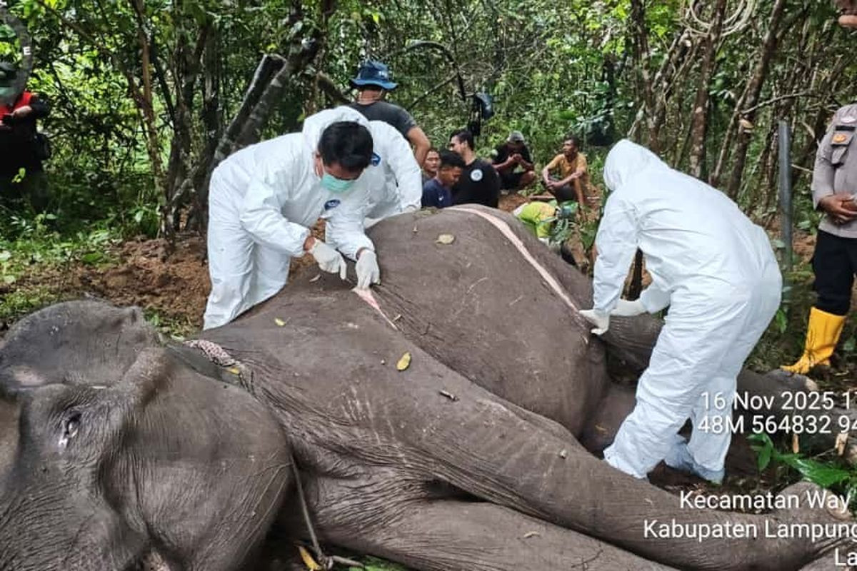 Two veterinarians perform check on Dona, a 45-year-old female elephant, which declared dead on Nov. 16, 2025, due to ilnesses, at the Way Kambas National Park in East Lampung, Lampung.