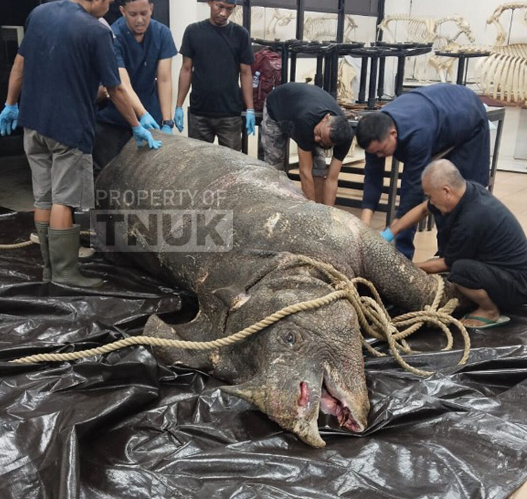 Officials at Bogor Agricultural University (IPB) in West Java examine the carcass of Musofa a male Javan rhinoceros from Ujung Kulon National Park in Banten, on Nov. 8, 2025. Musofa, one of the world&rsquo;s last remaining male Javan rhinos, died shortly after his historic relocation to the Javan Rhino Study and Conservation Area (JRSCA) as part of a major conservation effort to protect the critically endangered species.