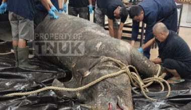 Officials at Bogor Agricultural University (IPB) in West Java examine the carcass of Musofa a male Javan rhinoceros from Ujung Kulon National Park in Banten, on Nov. 8, 2025. Musofa, one of the world&rsquo;s last remaining male Javan rhinos, died shortly after his historic relocation to the Javan Rhino Study and Conservation Area (JRSCA) as part of a major conservation effort to protect the critically endangered species.