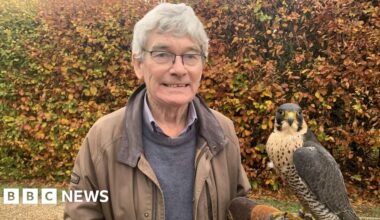 Falcon missing from Suffolk village found after four-day search