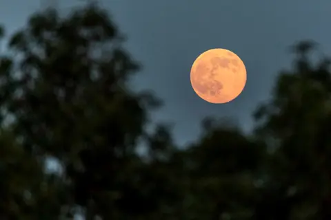 Kostas Pikoulas / NurPhoto via Getty Images The orange moon is pictured against a treeline while dusk sets in Cyprus on Wednesday.