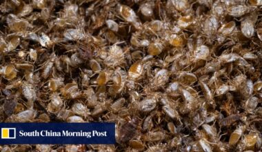 Loved in Malaysia, loathed elsewhere: scientists turn bedbugs into crime solvers