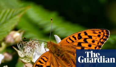 ‘A precarious position’: almost 3,000 species at risk of disappearing from Wales, report finds | Wildlife