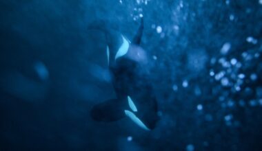 Videos show orcas hunting great white sharks, eating their livers