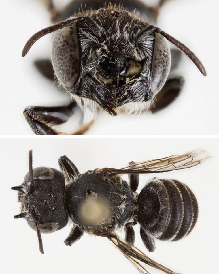 The species was discovered by scholars surveying a critically endangered wildflower.