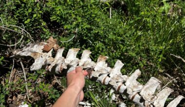 Where do all the animal skeletons go?