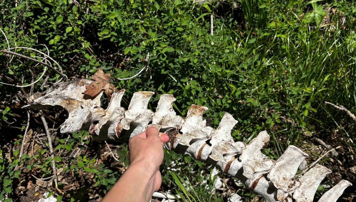 Where do all the animal skeletons go?