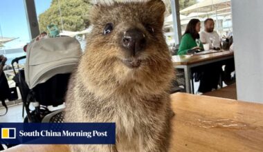 Meet the quokka, the ‘world’s happiest animal’. Take photos, just don’t touch them, please