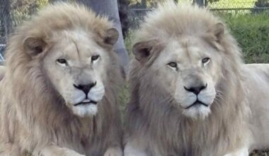 Cash-strapped wildlife park ready to kill its last five lions