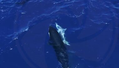 Orcas feast on great white sharks in the Gulf of California